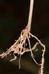 Mudbank crowngrass